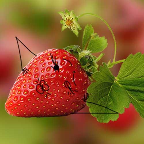 Le fruit du mois chez Biocoop : la fraise ! Le fruit du mois chez Biocoop : la fraise !